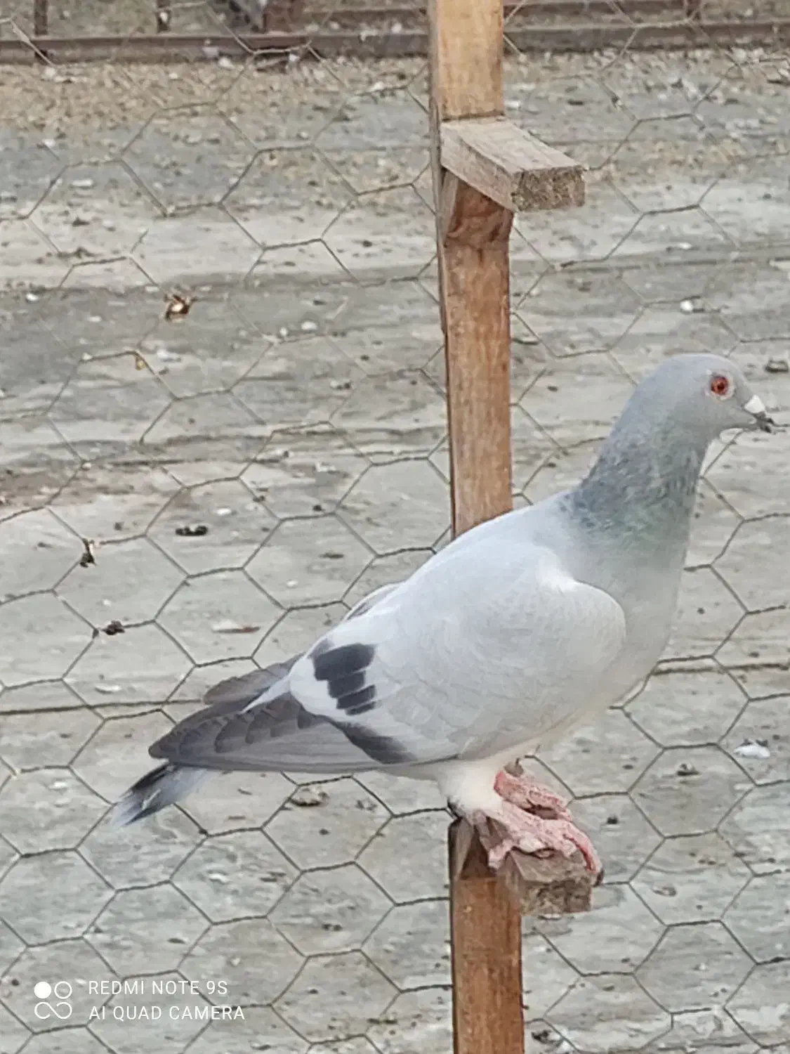 پرنده خوب|پرنده|برازجان, |دیوار