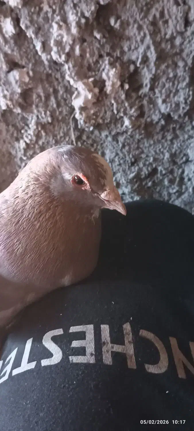 نرغورای|حراج|زرند, |دیوار