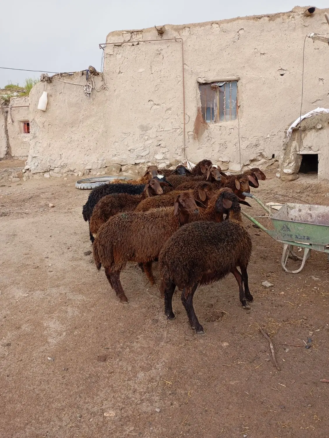 بره|حیوانات مزرعه|میانه, |دیوار