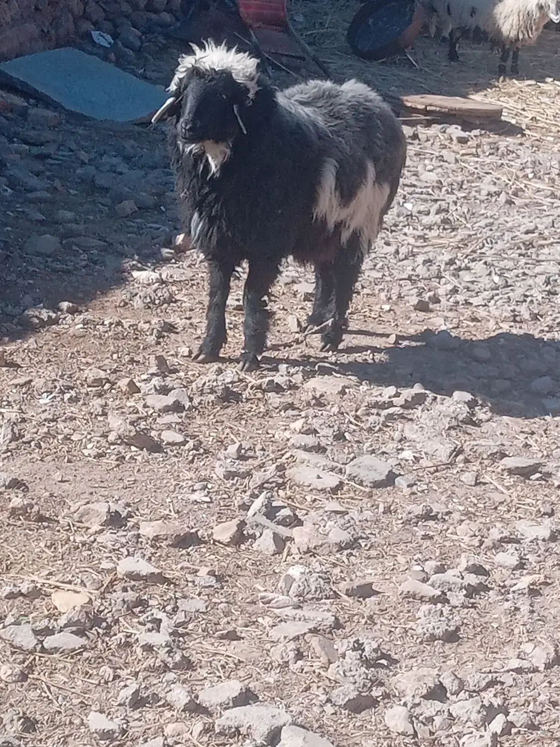 قوچ|حیوانات مزرعه|نهبندان, |دیوار