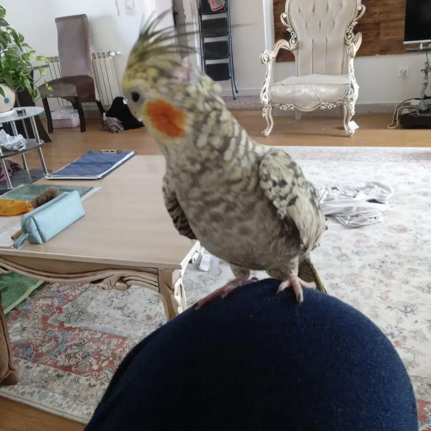 عروس هلندی سخنگو|پرنده|پردیس, فاز ۲|دیوار