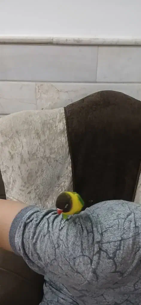 طوطی برزیلی یقه زرد اورجینال(فول دستی) یقه۷سانت|پرنده|قم, گلزار|دیوار