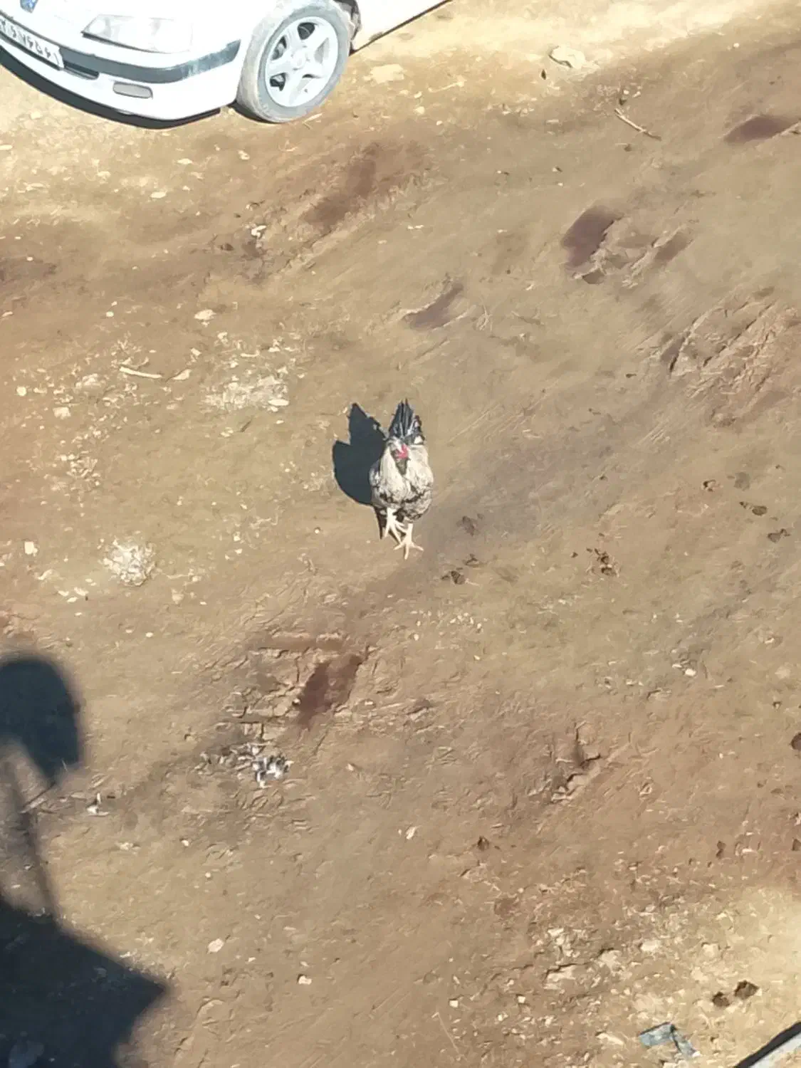 یک عدخروس ریشو|حیوانات مزرعه|مریوان, |دیوار