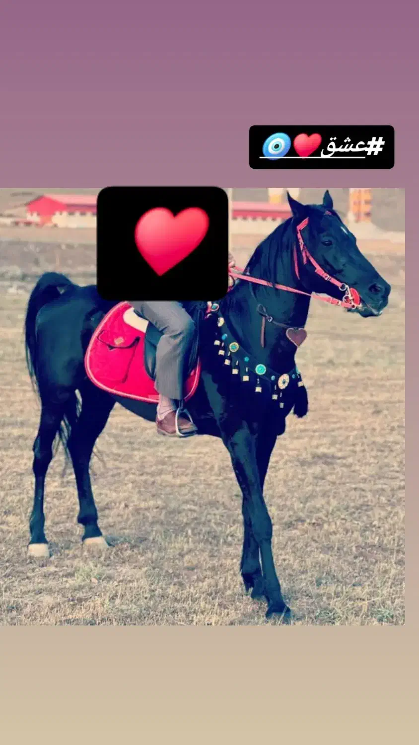 اسب نریون درجه یک|اسب و تجهیزات اسب‌سواری|مشهد, کوی ولیعصر|دیوار