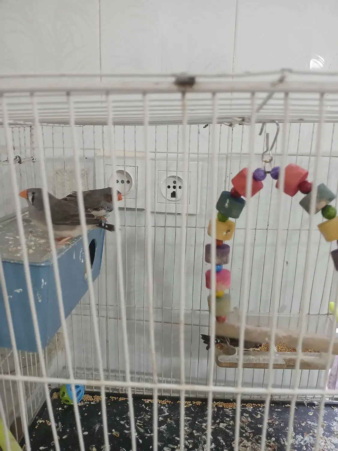 فنچ|پرنده|تربت جام, جامی|دیوار