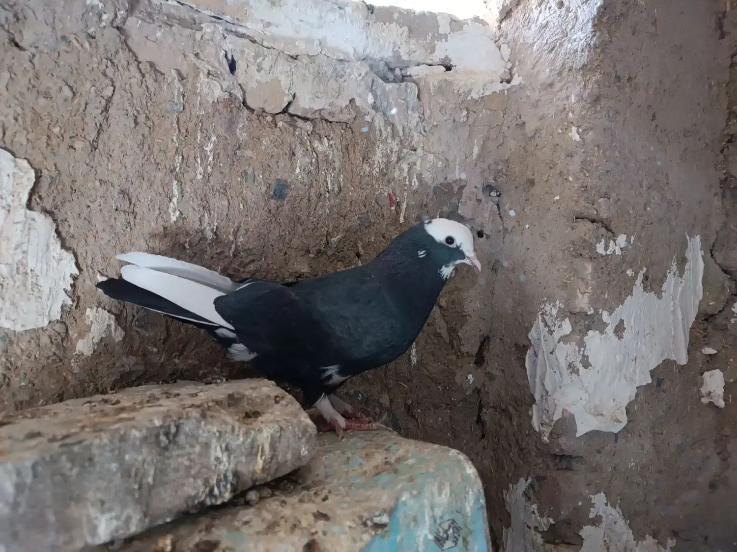 دوتا کبوتر نر|پرنده|ملایر, |دیوار