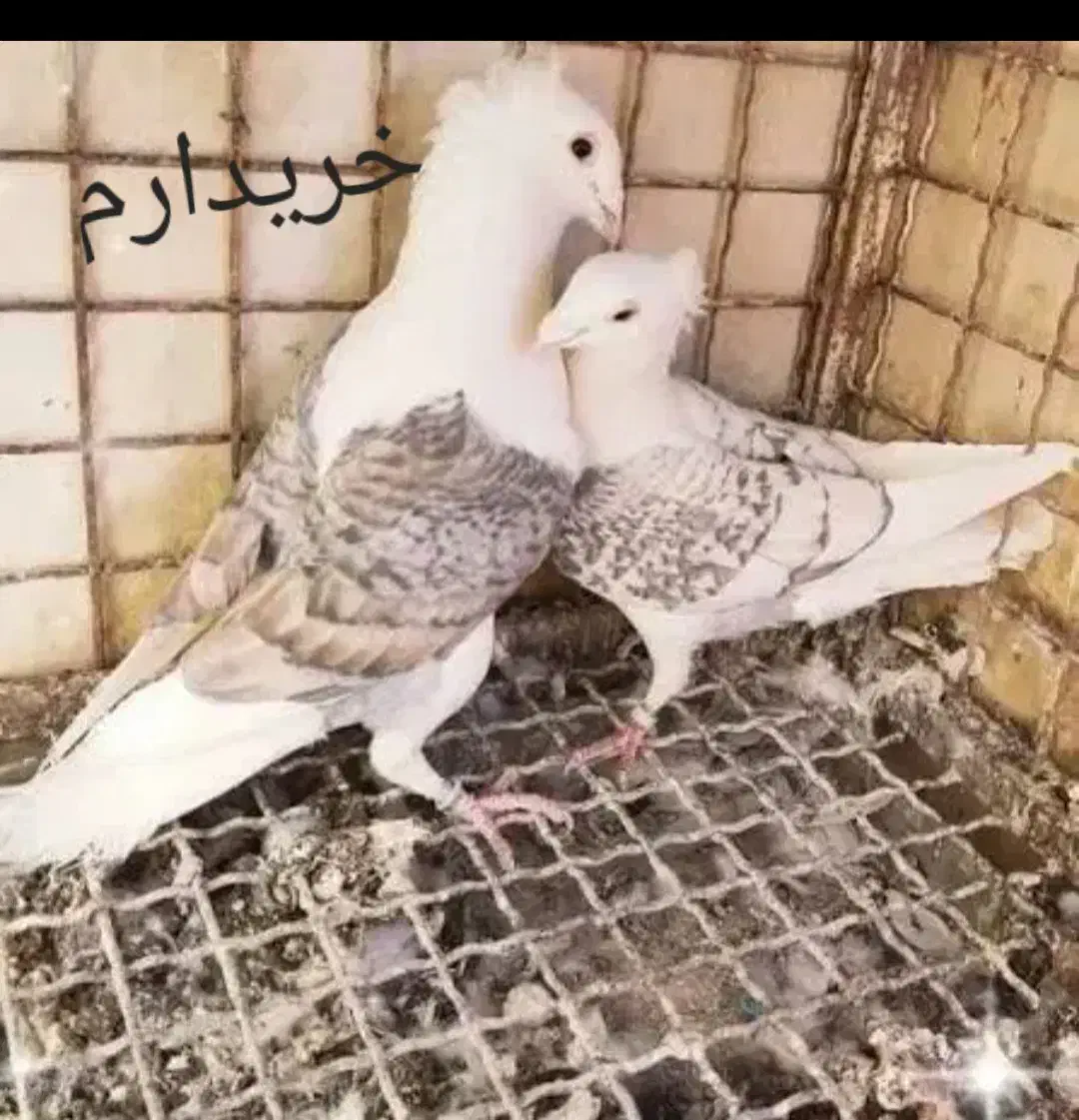 نرماده کویتی|پرنده|تربت‌حیدریه, بی بی حسنیه|دیوار