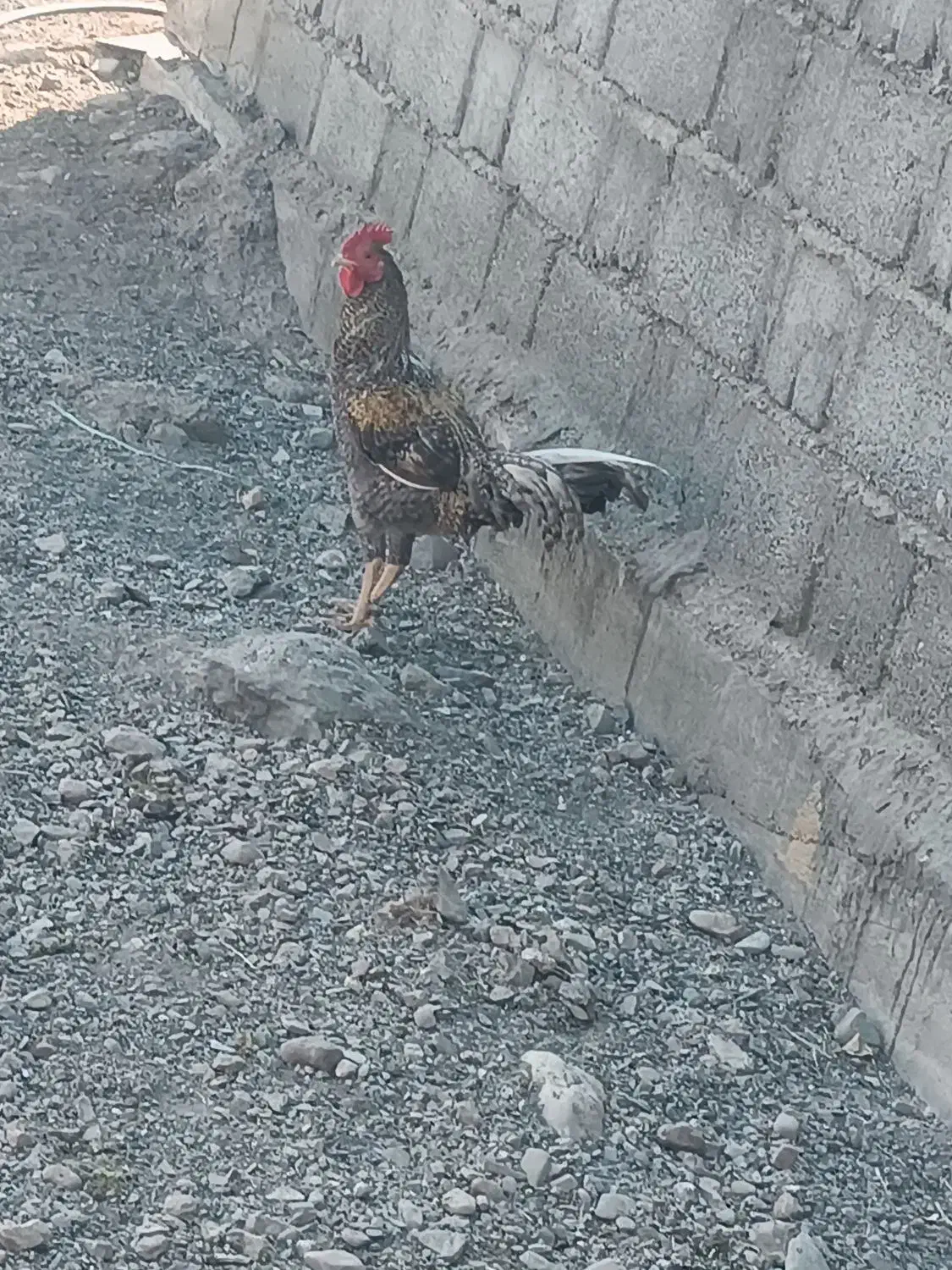 خروس فروشی|حیوانات مزرعه|توکهور, |دیوار