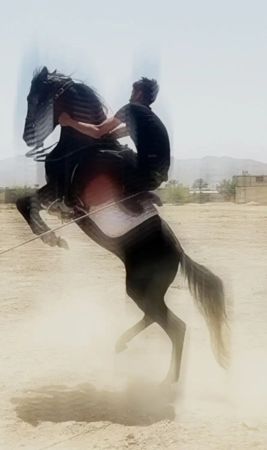 اسب دره شور|اسب و تجهیزات اسبسواری|فسا, |دیوار