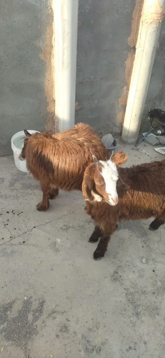 بزغاله|حیوانات مزرعه|مشهد, کلاته برفی|دیوار