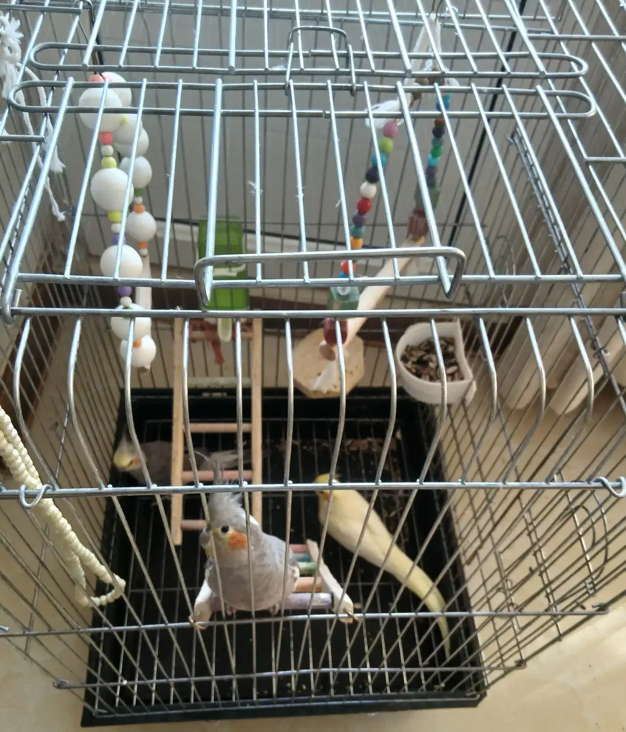 عروس هلندی|پرنده|گرمدره, |دیوار