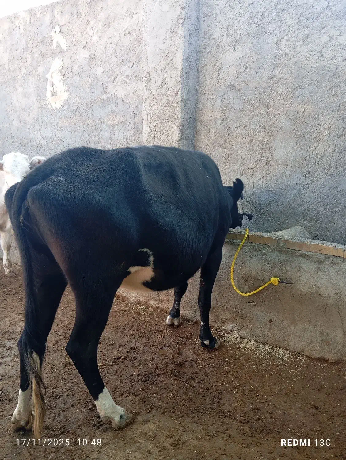 گاو 7 ماه آبستن|حیوانات مزرعه|دره شهر, |دیوار