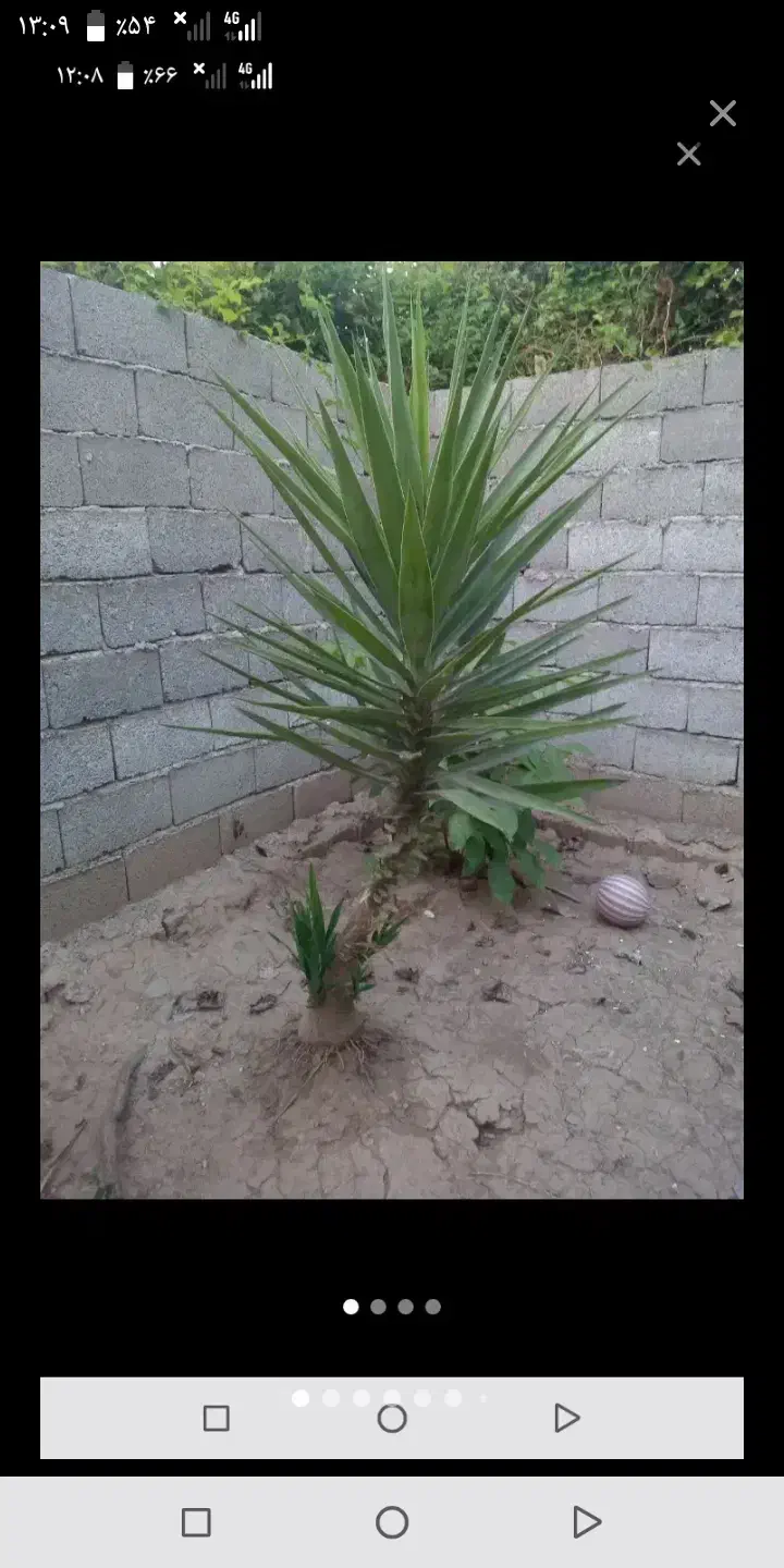 دوعدد یوکا|گل و گیاه طبیعی|رشت, لاکان|دیوار