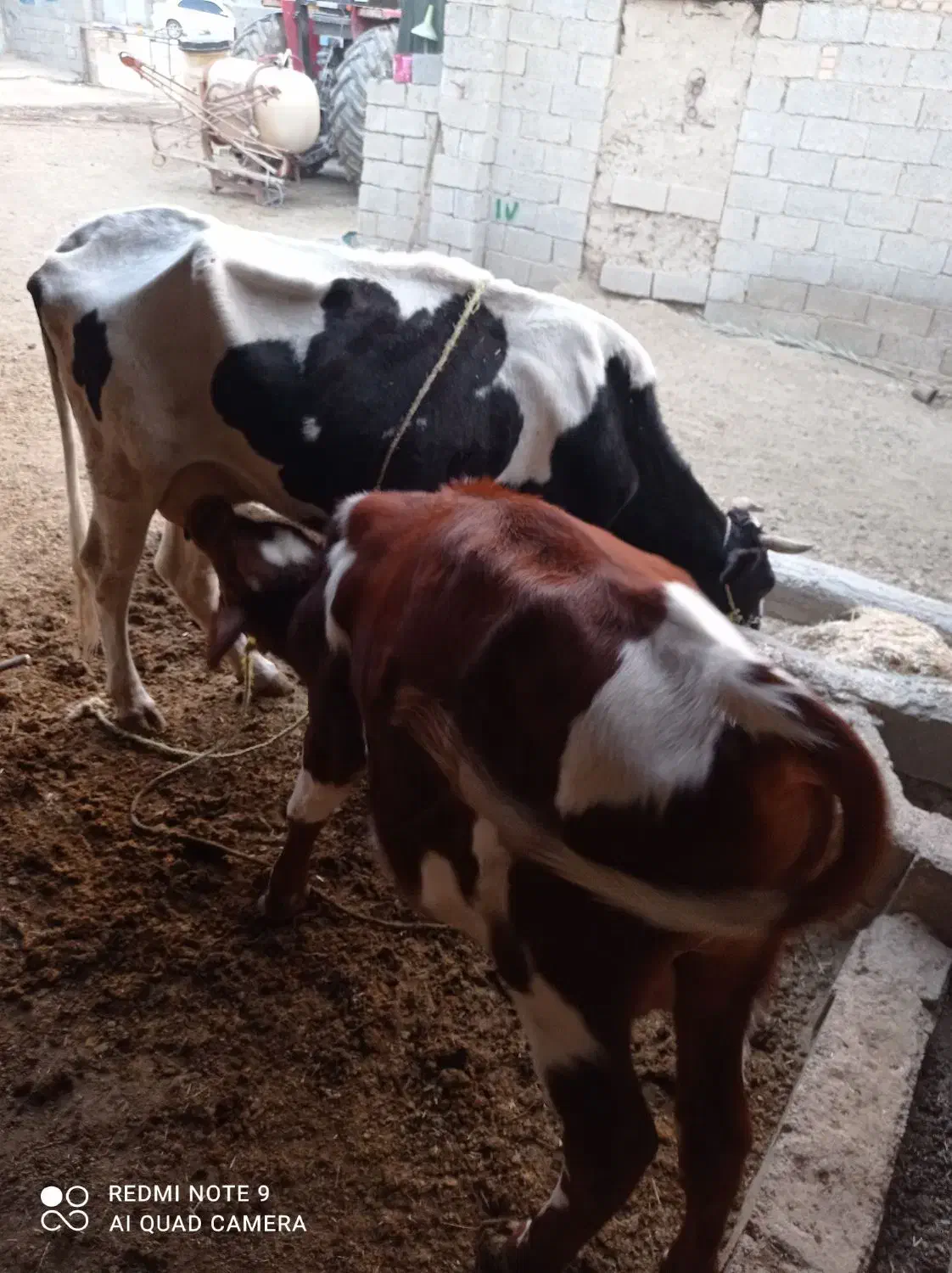 سلام فروش گاو درجه یک|حیوانات مزرعه|بهبهان, |دیوار