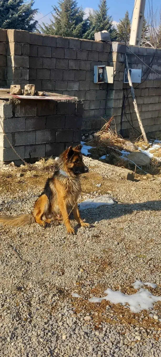 سگ پلیسی شپرد|سگ|شیراز, شهرک مهدی‌آباد|دیوار