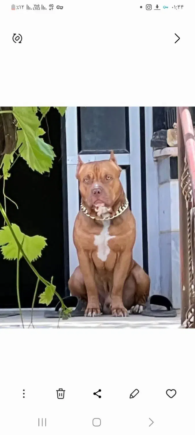 پیتپول|سگ|جوین, |دیوار