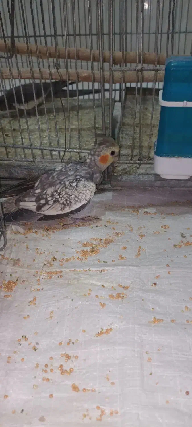 عروس هلندی|پرنده|محمدشهر, همایون ویلا|دیوار