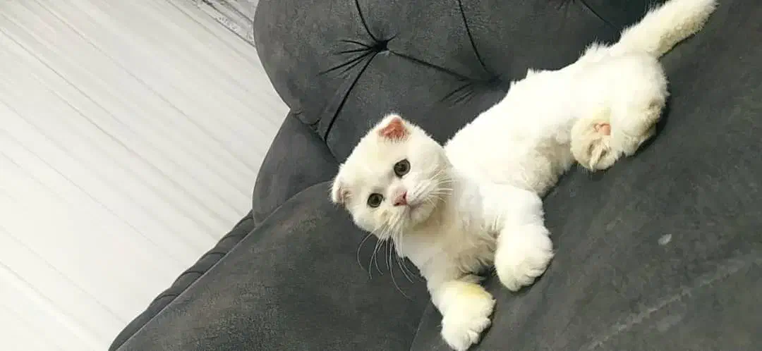 گربه اسکاتیش دبل فولد|گربه|قدس, شهر‌قدس|دیوار