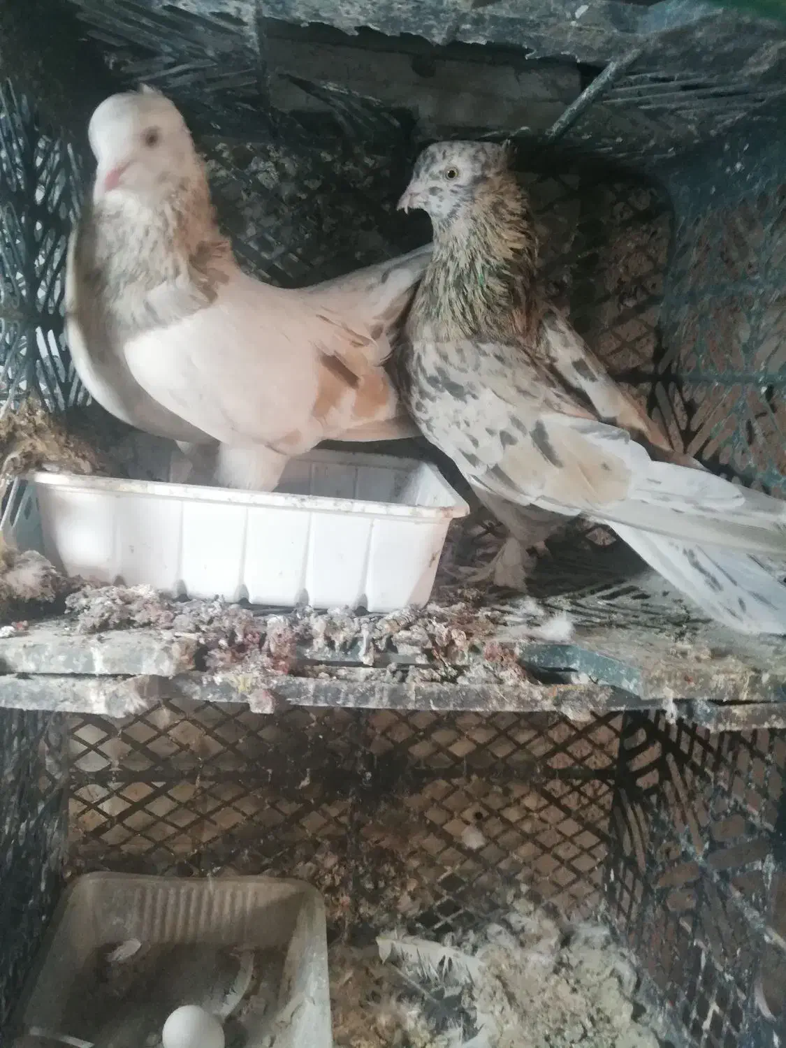 معاوضه کفتر طوقی سرور هما با گوشی یا بره بزغاله|پرنده|شهریار, شهرک امیریه|دیوار