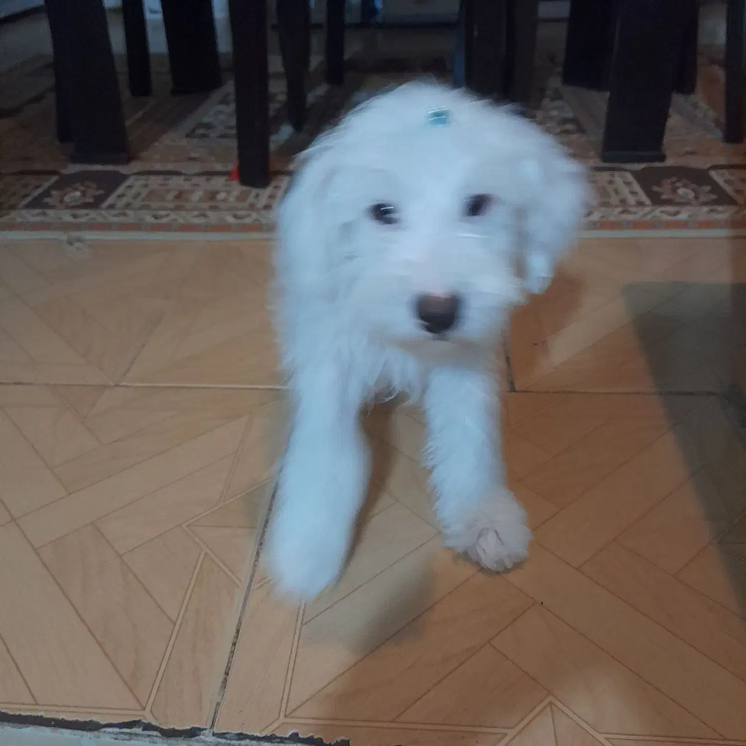 سگ پامره|حیوانات|هشتگرد, هشتگرد قدیم|دیوار