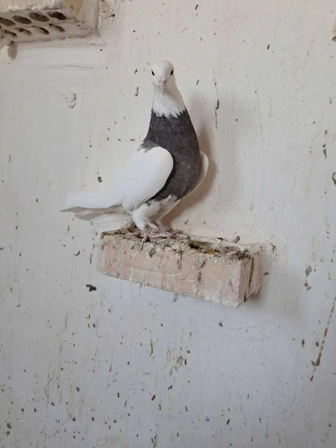 طوقی|پرنده|ایلام, |دیوار