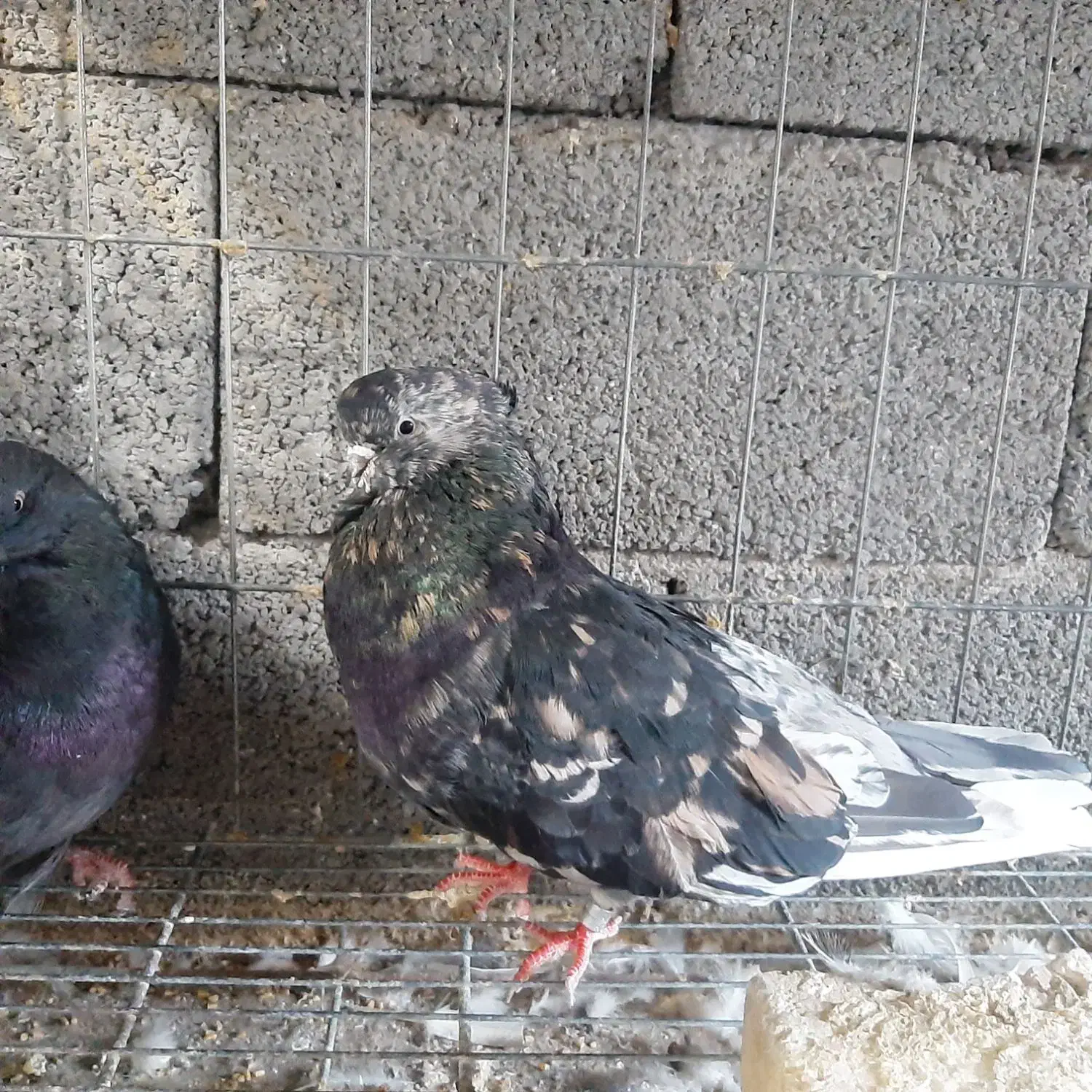 کبوتر|پرنده|میانه, |دیوار