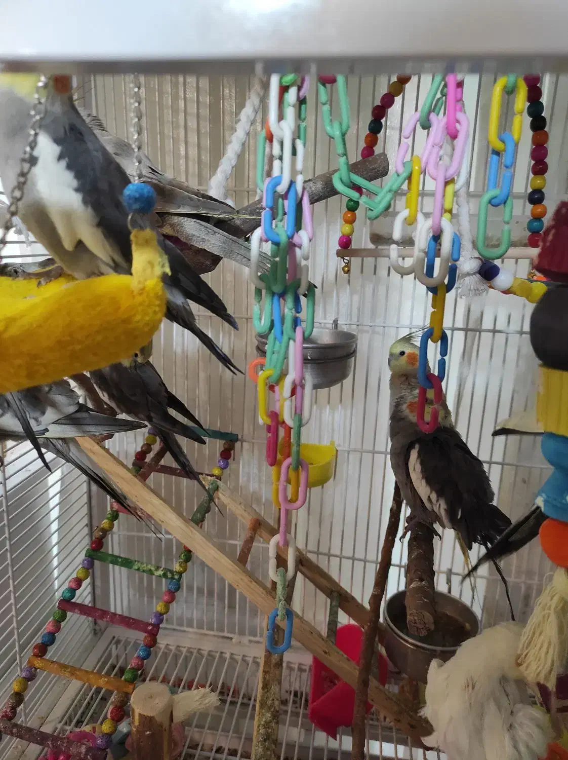 عروس هلندی|پرنده|اصفهان, پوریای ولی|دیوار