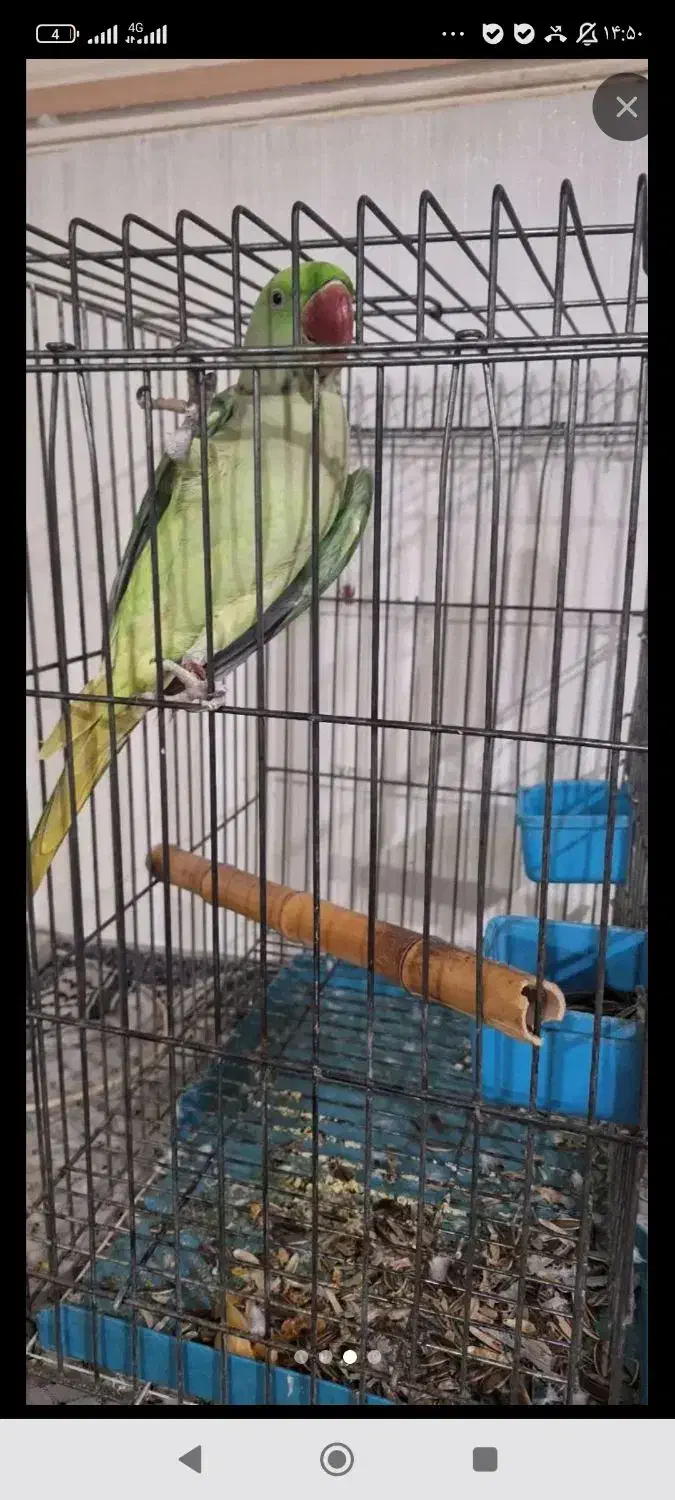 شاه طوطیم گمشده پرنده|حیوانات|اهواز, کیان اباد|دیوار