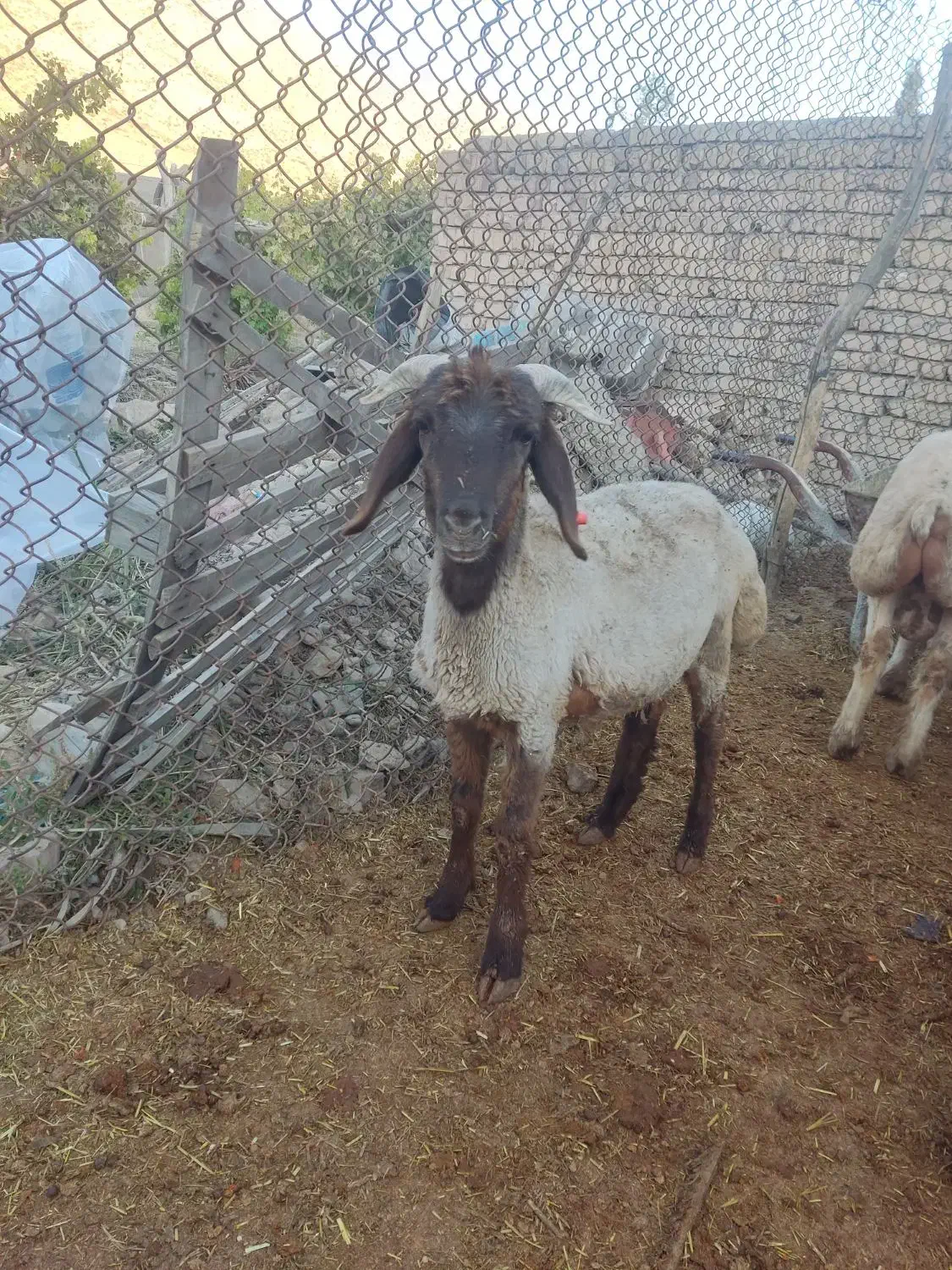 فروش بره نر|حیوانات مزرعه|پاسارگاد, |دیوار