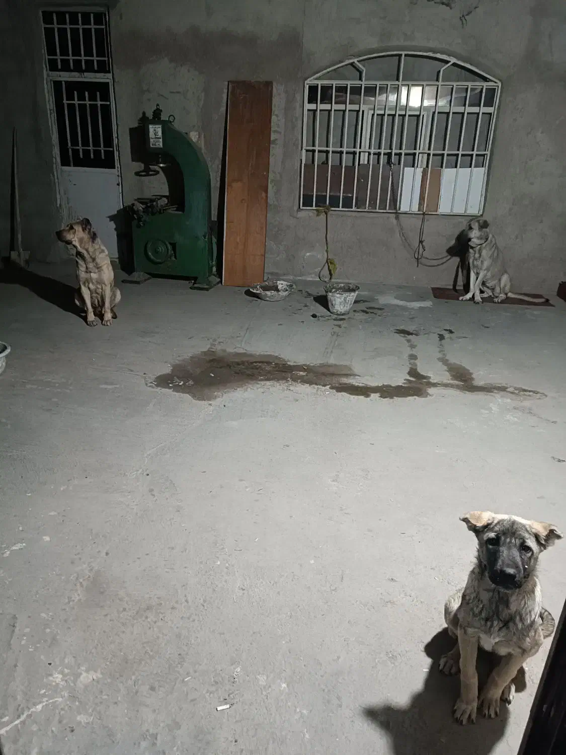 واگذاری|سگ|صباشهر, |دیوار