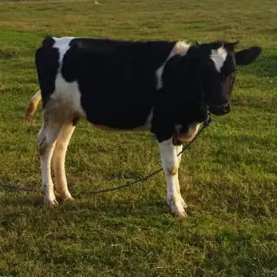 گاو گوساله شیری|حیوانات مزرعه|رشت, شالکو|دیوار