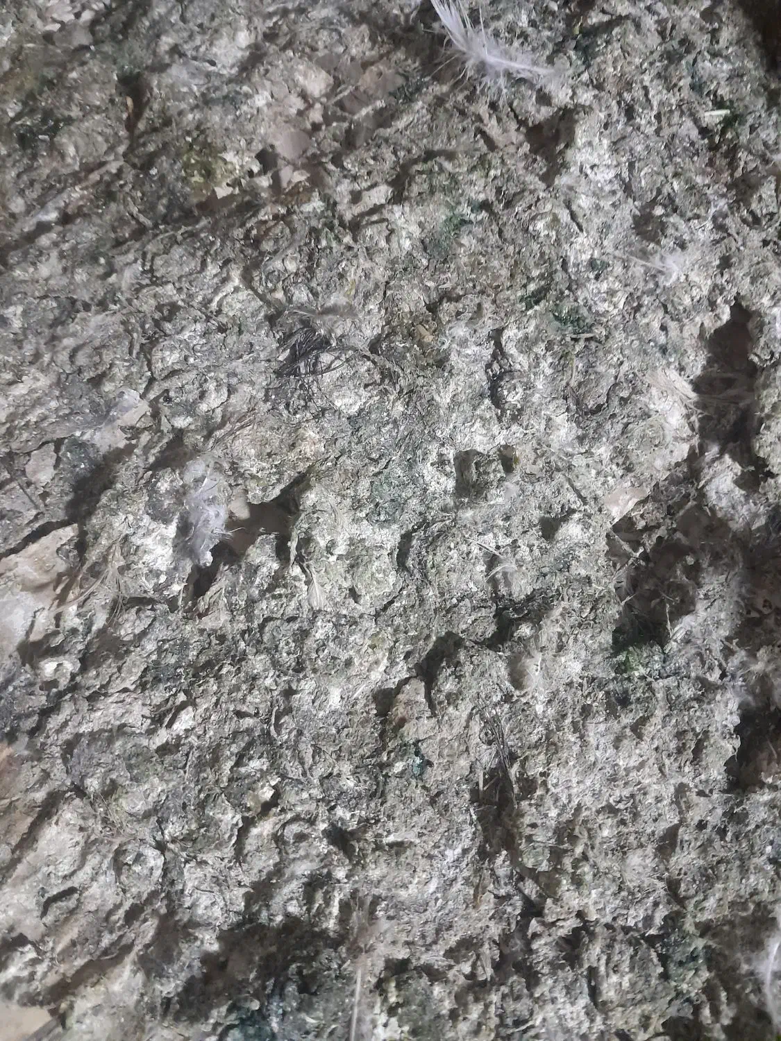 کود کبوتر|لوازم جانبی حیوانات|تبریز, |دیوار