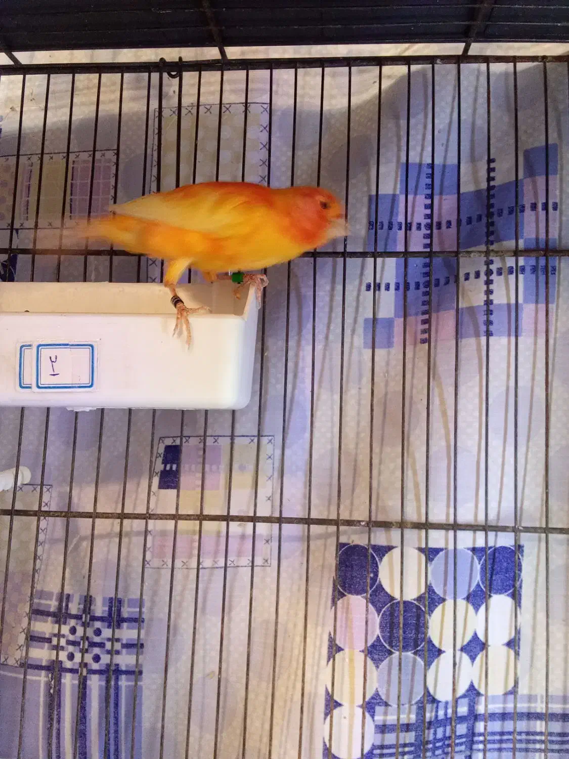 جفت قناری قرمز|پرنده|تبریز, |دیوار