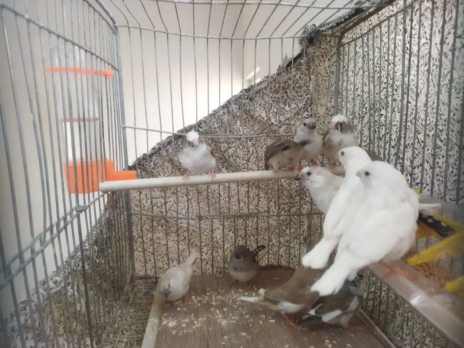 فنچ|پرنده|فولادشهر, A4|دیوار