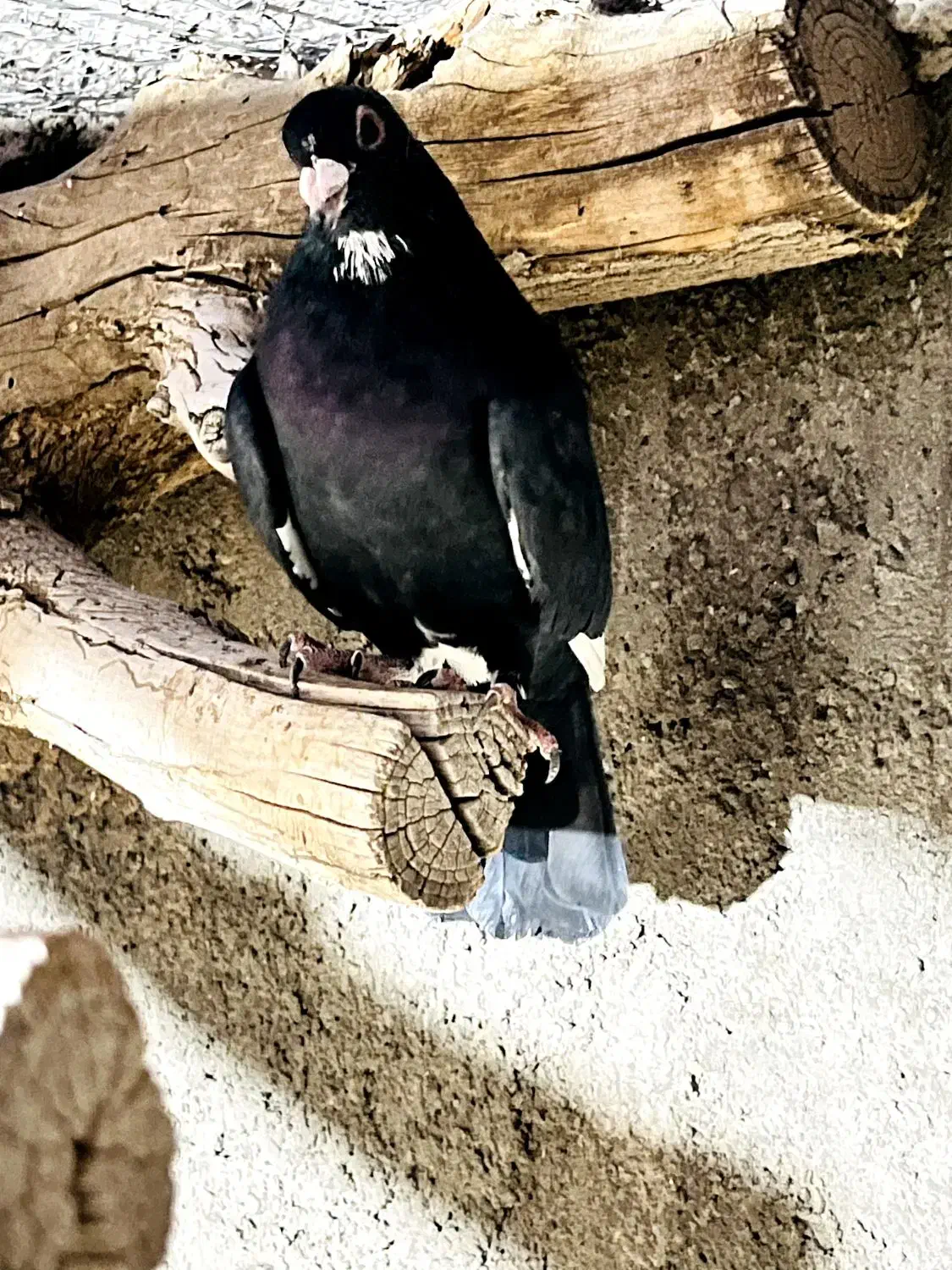 نر سیاه پلنگ|پرنده|زرند, |دیوار