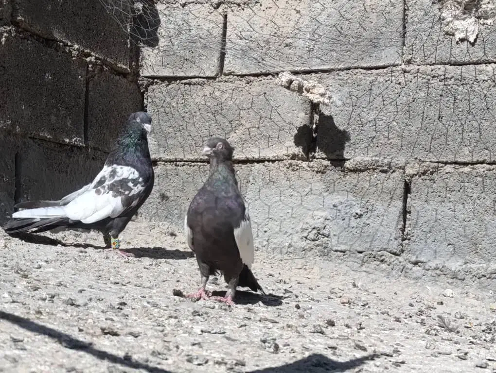 بهبهانی|پرنده|ارژن, |دیوار