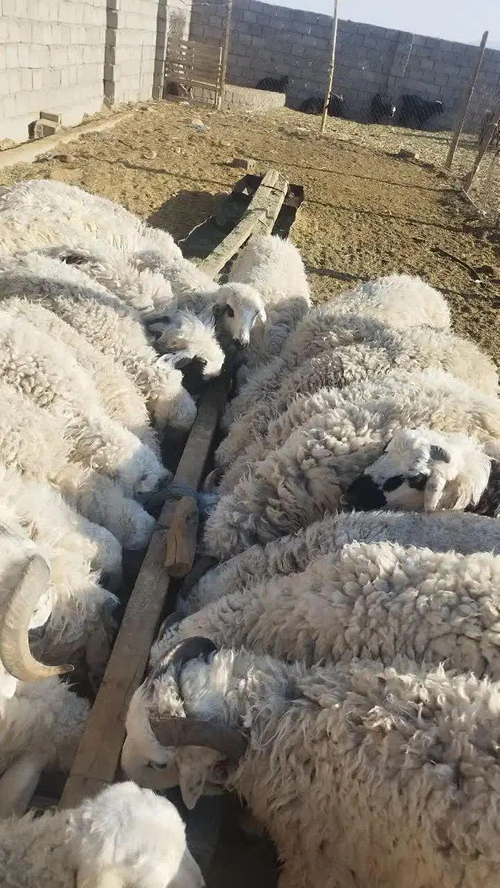 بره بومی|حیوانات مزرعه|بافق, |دیوار