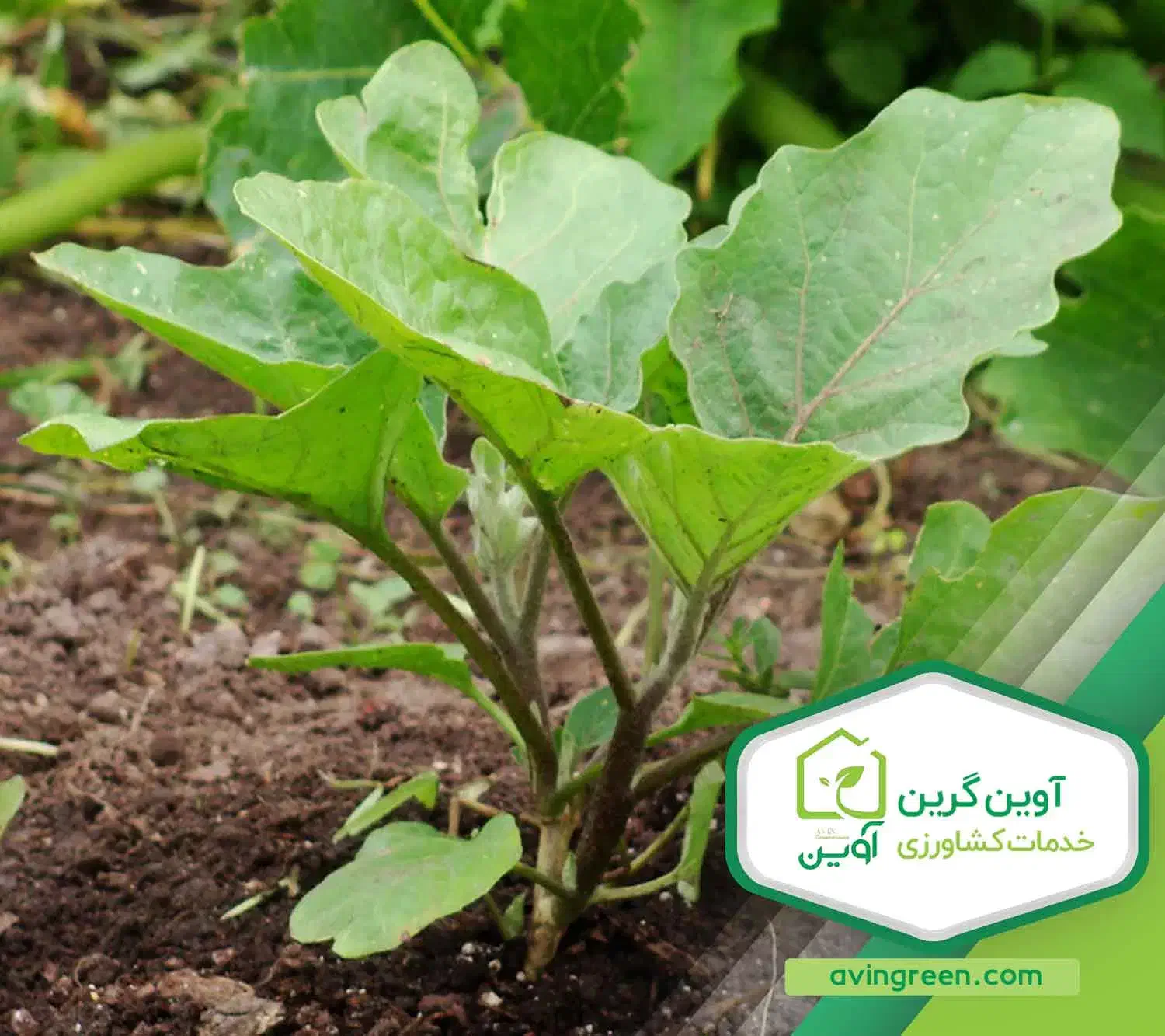 فروش نشا بادمجان گلخانه لامپی|حراج|جیرفت, |دیوار