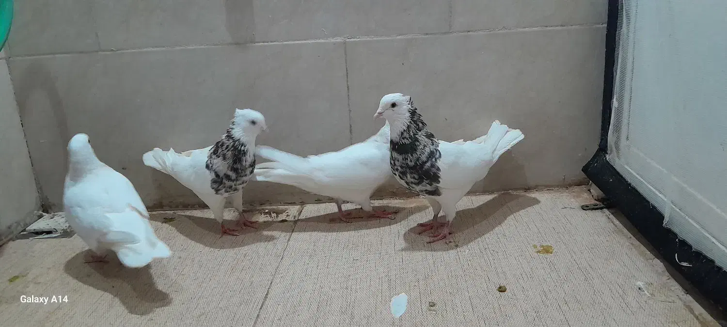 کبوتر طوقی+دم چتری کاکل پرپا|پرنده|یزد, |دیوار