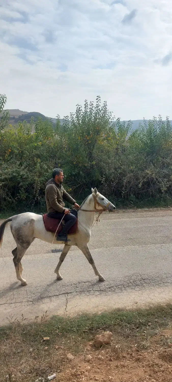 فروشی|اسب و تجهیزات اسبسواری|کلاله, |دیوار