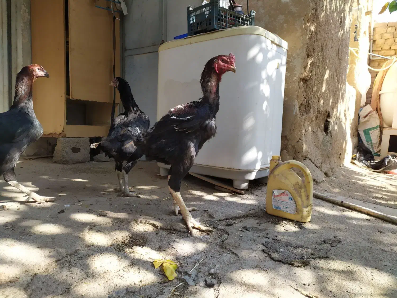 یک ست لاری دانگ بالا سلامت|حیوانات مزرعه|هشتگرد, خور|دیوار