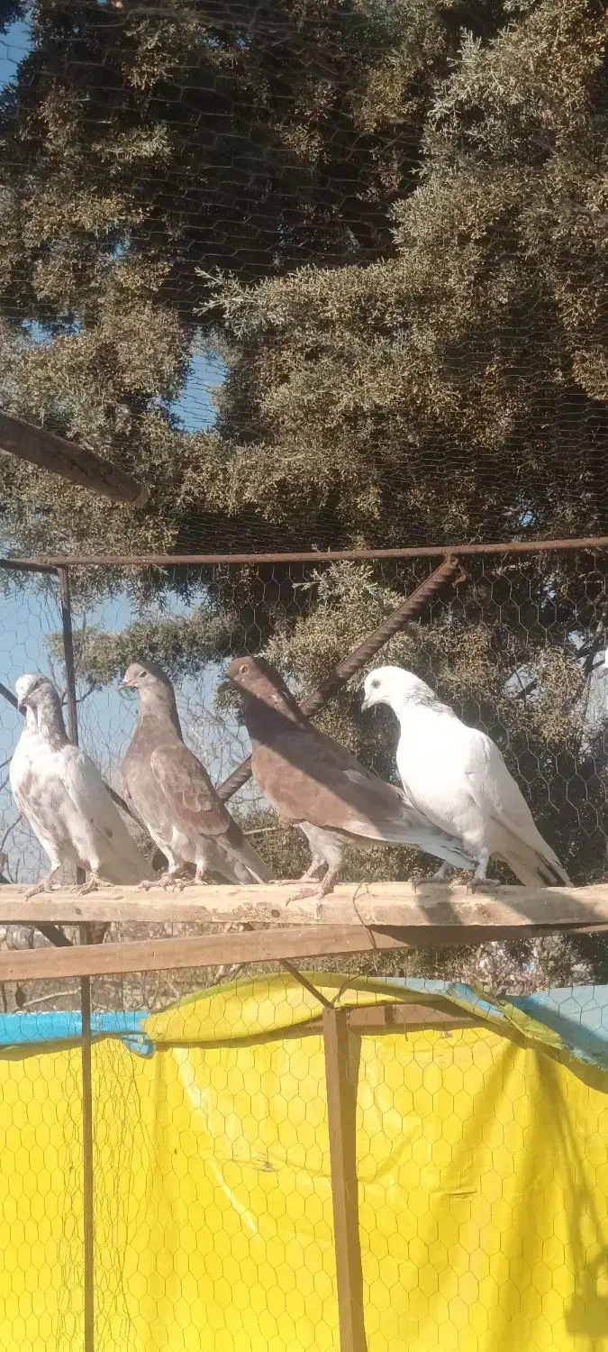 کبوتر پرشی جوجه ساعت بالا|پرنده|دماوند, گیلاوند|دیوار