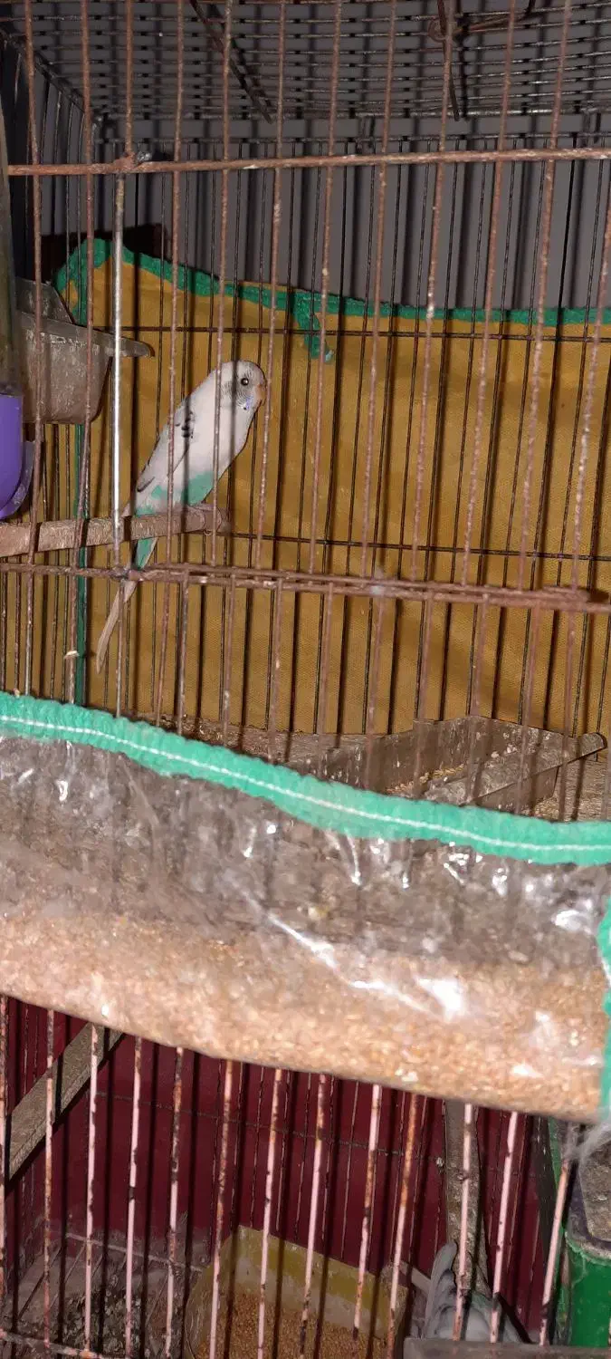 مرغ عشق|پرنده|اردبیل, |دیوار