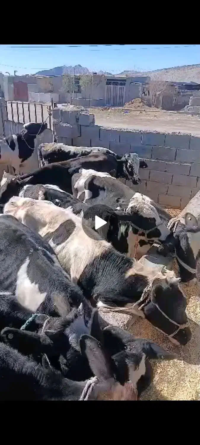 گوساله فروشی زاهدان زابل|حیوانات مزرعه|ساربوک, |دیوار