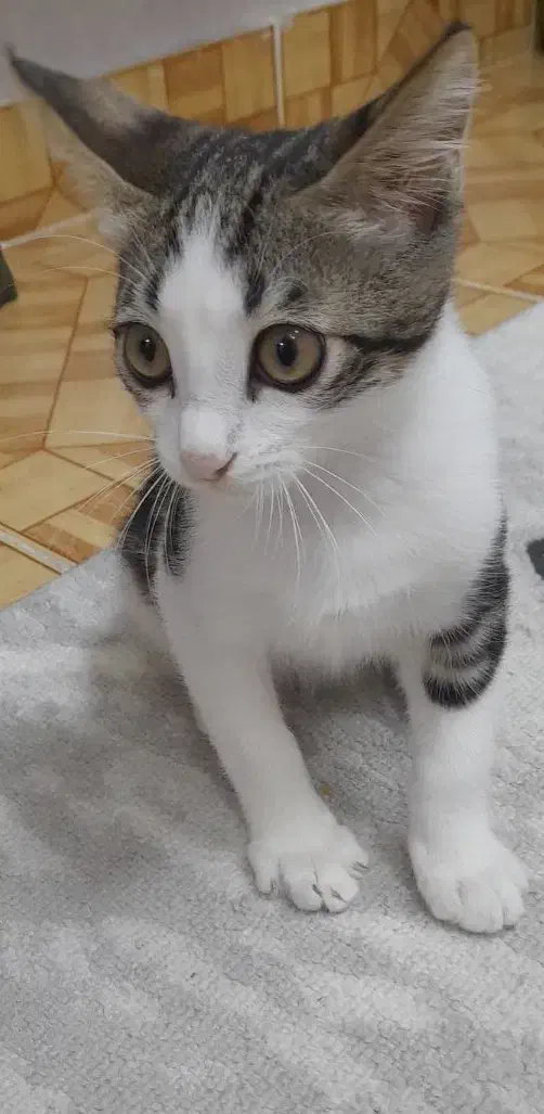 بچه گربه کاملا آروم تمیز|گربه|رشت, حمیدیان|دیوار