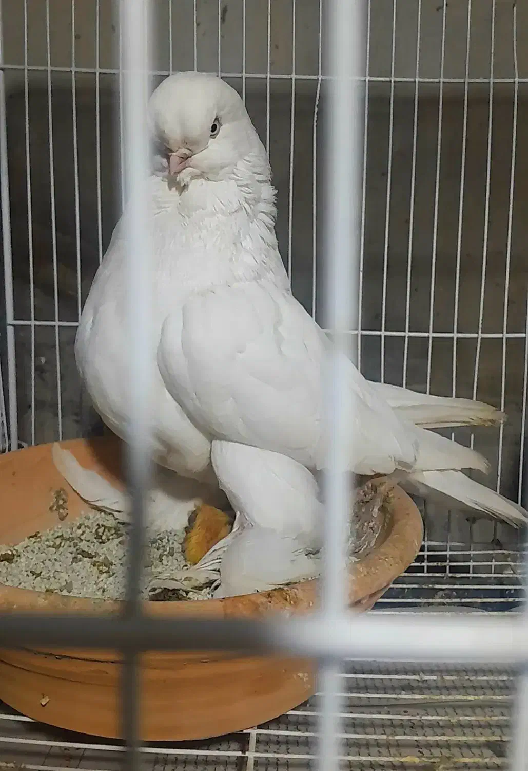 کبووترلانگ|پرنده|آمل, |دیوار