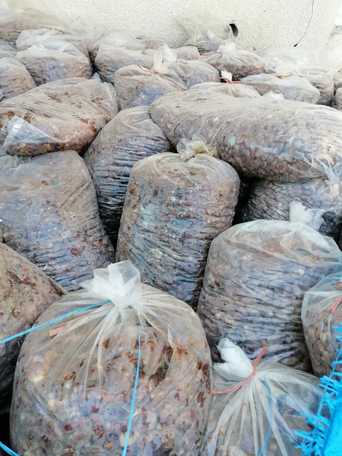 خرما شاهانی|خوردنی و آشامیدنی|داراب, |دیوار