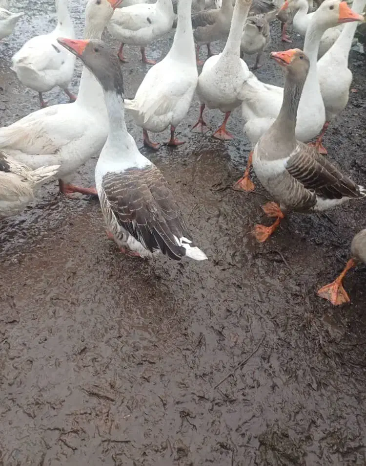 تعدادی غاز نر بفروش میرسد |حیوانات مزرعه|رشت, حومه رشت|دیوار