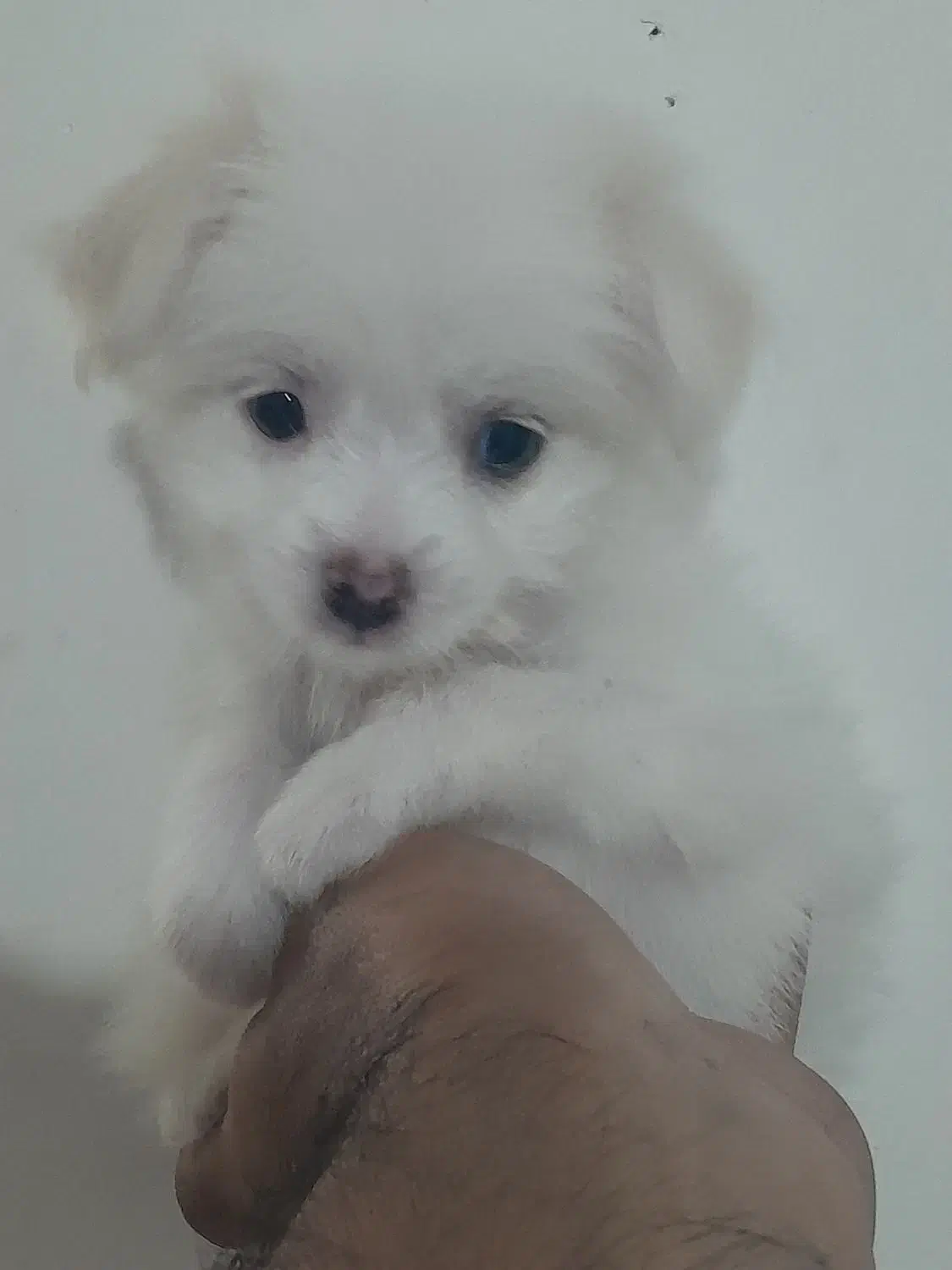 سگ پودل کراس 5 ملیون تومان|سگ|نسیمشهر, |دیوار