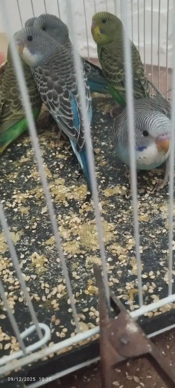 6 عدد مرغ عشق دستی نیمه دستی و نژاد خاص فول بلک|پرنده|مشهد, شهید آوینی|دیوار